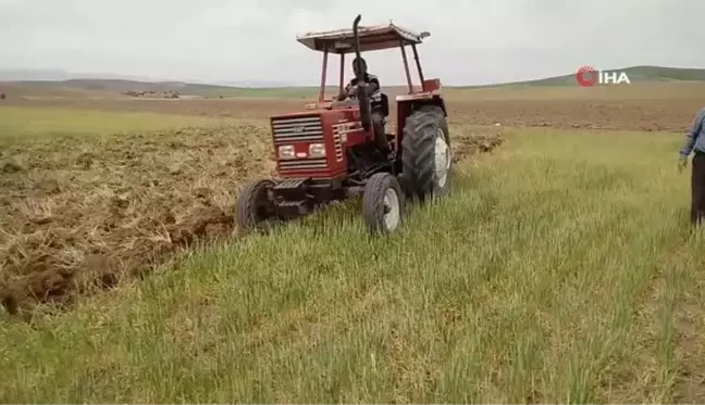 Kuraklık ürünleri yaktı, tarlalar otlak oldu