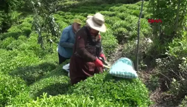 RİZE DOĞU KARADENİZ'DE YAŞ ÇAY HASADI BAŞLADI