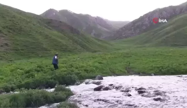 Otlu peynir yapmak için yaylaları doldurdular