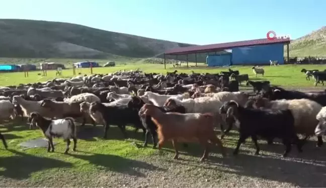 Yaylaya çıkan göçerler üretime başladı