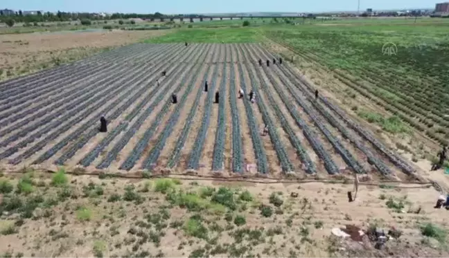 DİYARBAKIR - Kadınlar belediyenin sunduğu imkanla oluşturdukları bahçede çilek hasat ediyor