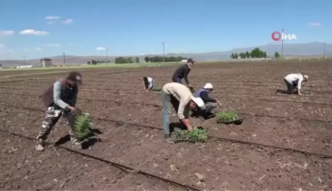 Muş'ta karpuz fideleri toprakla buluşturuluyor