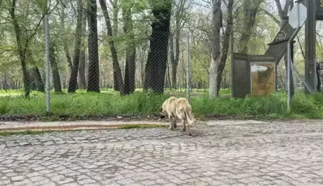 Salgın sürecinde sokağa terk edilen hayvan sayısı artıyor