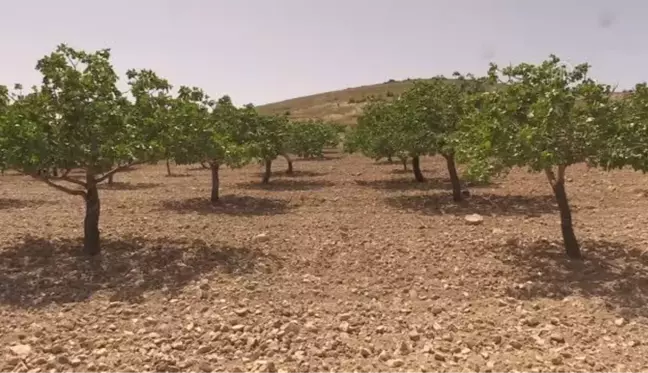 ŞANLIURFA - Antep fıstığının 