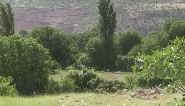 Siirt'te aileler, devlet desteğiyle sağlanan susam tohumlarını toprakla buluşturdu