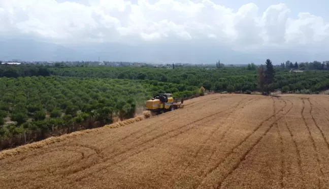 Dörtyol'da buğday hasadı sürüyor