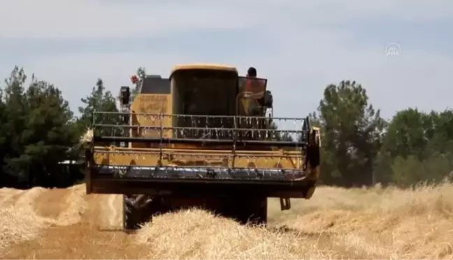 Çiftçiler buğday hasadına başladı