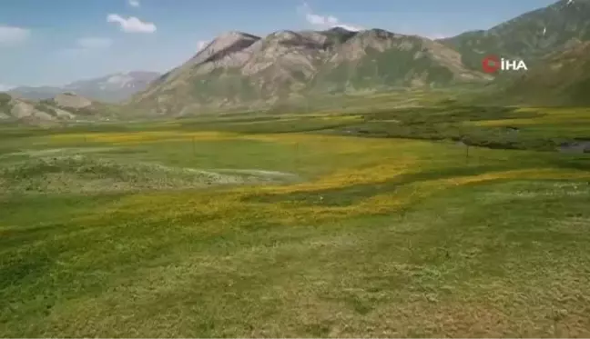 Faraşin Yaylasındaki renk cümbüşü görenleri hayran bıraktı