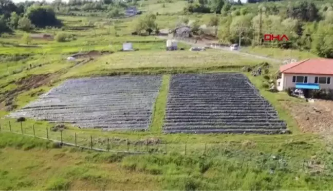 ZONGULDAK TARLADAYKEN ALICI BULAN OSMANLI ÇİLEĞİNDE HASAT BAŞLADI