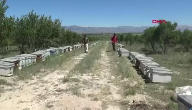 Gezgin arıcılar Sandıklı yaylalarında üretim yapıyor