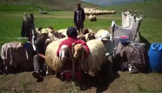 Göçerlerin yaylalardaki mesaisi başladı