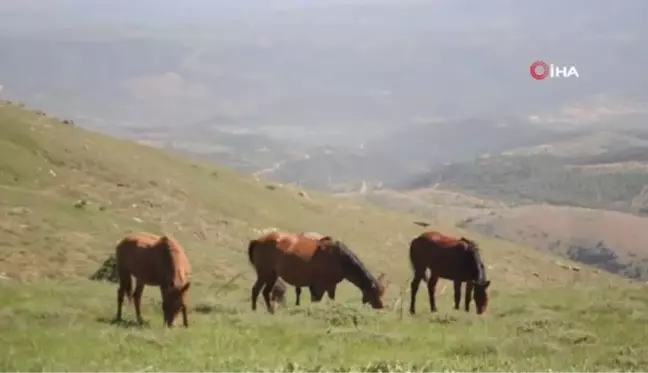 Yılkı atlarına hırsızlar dadandı