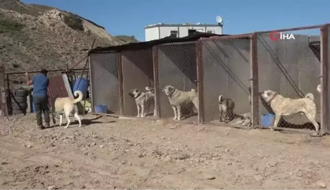 Kangal köpeği yetiştiricisi: 