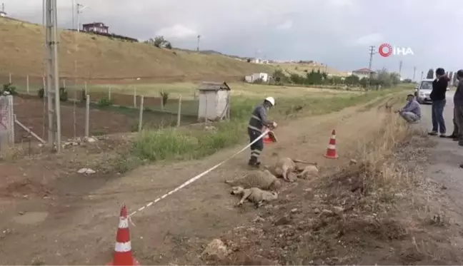 Besicinin çabası işe yaramadı, elektrik akımına kapılan hayvanlar telef oldu