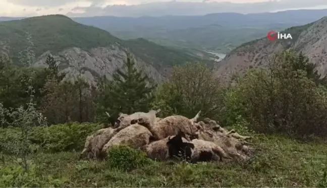 Ağıla girince şoka uğradı... Borçla aldığı koyunları telef oldu