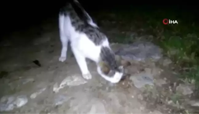 Amasya'da kediyle farenin oyunu ilginç görüntüler ortaya çıkardı