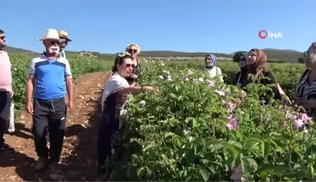 Gül bahçelerinde yabancı misafirlere 'gül eğitimi'