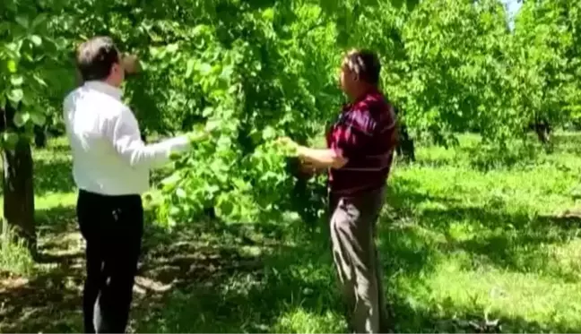 Kuraklık ve soğuk havanın