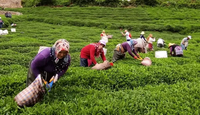 Fındığın başkentinde çay hasat etkinliği düzenlendi