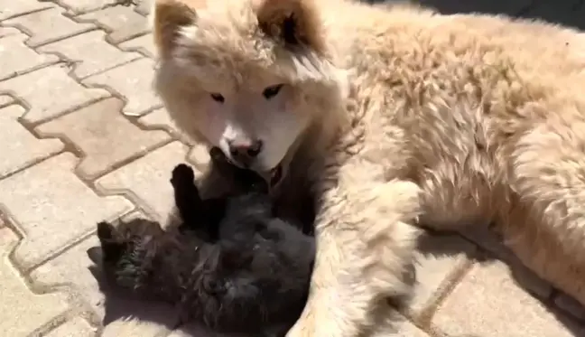 Kedi ile köpeğin dostluğu görenleri şaşırtıyor