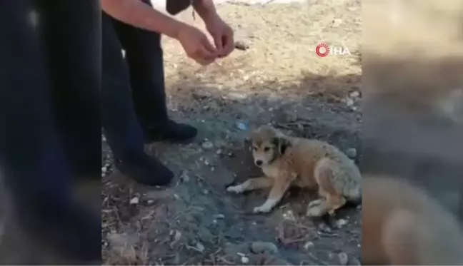 Son dakika haberleri... Köpekler telef edilince barınak sahibi hastanelik oldu