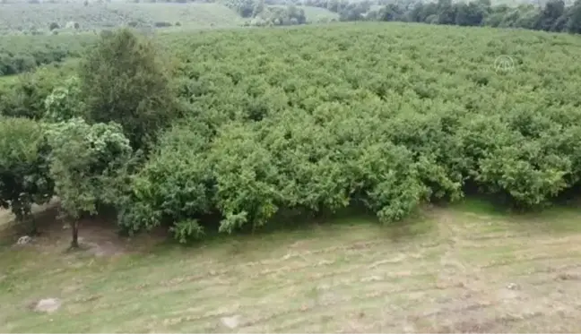 Sakarya'da uygulanacak Ar-Ge çalışmasıyla fındığın verimi artırılacak