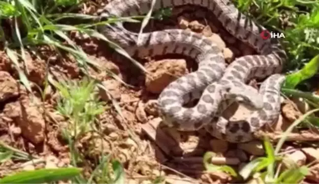 Tunceli'de yarı zehirli kocabaş yılanı görüntülendi