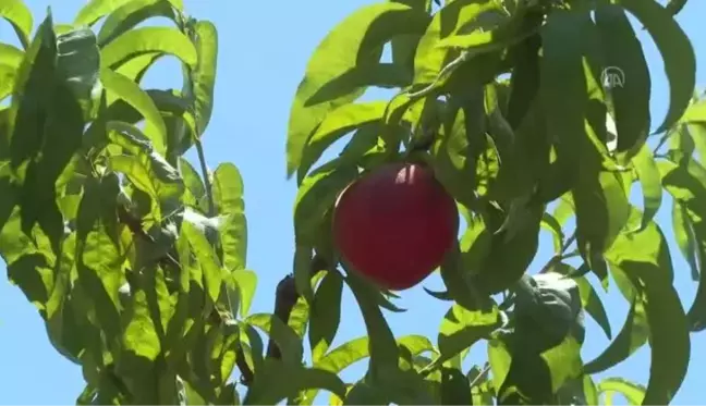 Vali Köşger, Selçuk'ta şeftali hasadına katıldı