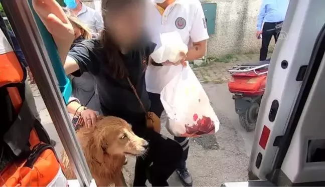 Dostluğu görenleri duygulandırdı! Köpek, hastaneye kaldırılan sahibini bir an olsun bırakmadı