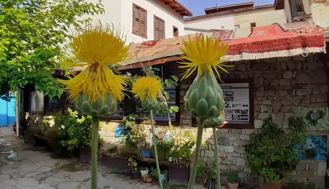 Kuşadası'nda yetişen endemik bitki türü tülüşahları koparmanın cezası 73 bin TL