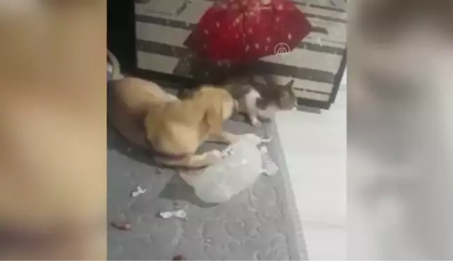 Köpek ile kedinin dostluğu şaşırtıyor