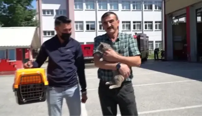 Son dakika haberi: Sattıkları aracın motor bölümüne giren kedi yavrusunu Düzce'de teslim aldılar