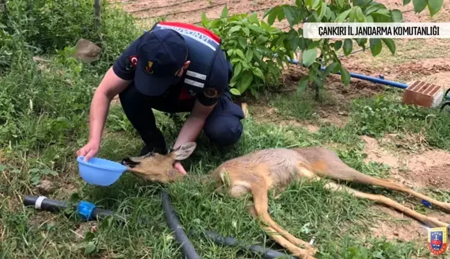 Yaralı karacaya jandarma şefkati