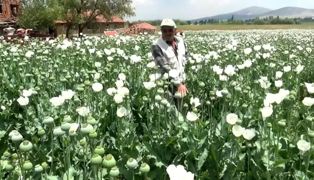 Haşhaş tarlaları beyaza büründü