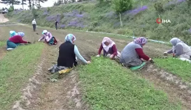 Köylü kadınlar yabani otları elleriyle tek tek temizliyorlar