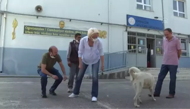 Sığındığı okul yuvası olan 