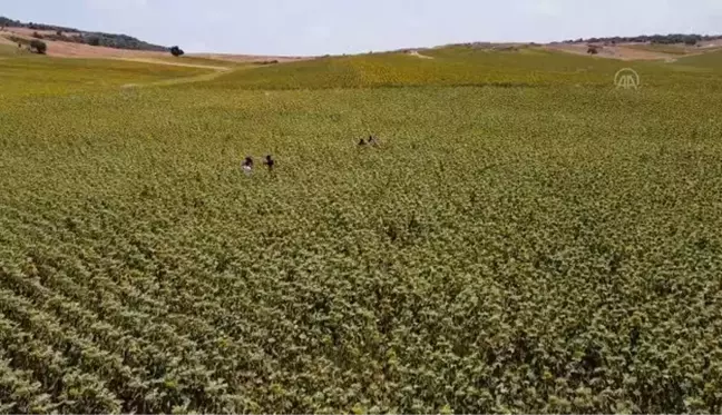 Çukurova'da sarıya boyanan ayçiçeği tarlaları doğal fotoğraf stüdyosu haline geldi (2)