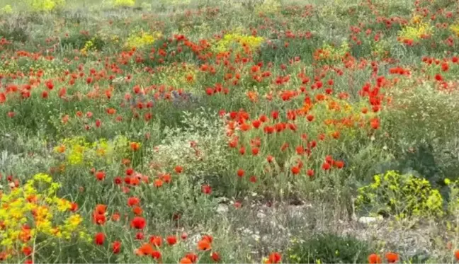 Son dakika haberi! Gelincikler görsel şölen sunuyor