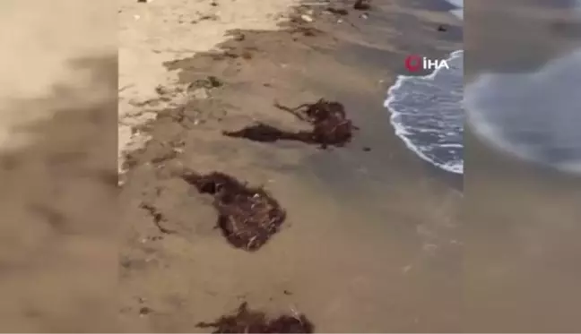 Marmara'da deniz salyası, İzmir'de Sargassum tehdidi