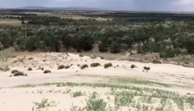 Dünyada ilk örnek: Yeşeren çöl Karapınar