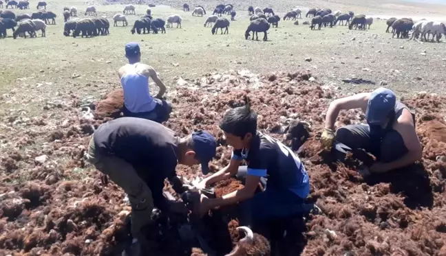 Yaylada kırkım dönemi