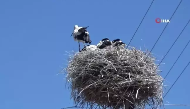 Gülgez leylek bu kez yavrularını büyüttü