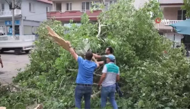 Aşırı rüzgar 50 yıllık çınar ağacını devirdi