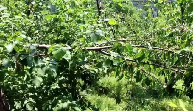 KASTAMONU - İnebolu ilçesinde ayılar köylerdeki meyve ağaçlarına zarar verdi