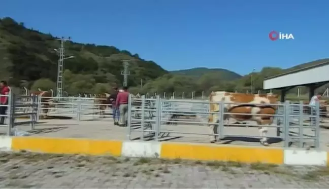 Posof hayvan pazarı yeniden açıldı