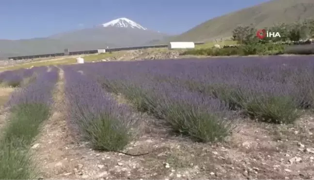 Ağrı Dağı eteklerinde yetiştirilen lavanta çiçeklerinden kozmetik ürünler elde edilecek