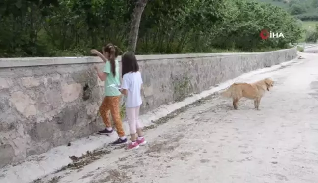 Ordu'da iki kız kardeş hazırladıkları afişlerle kaybolan ördeklerini arıyor