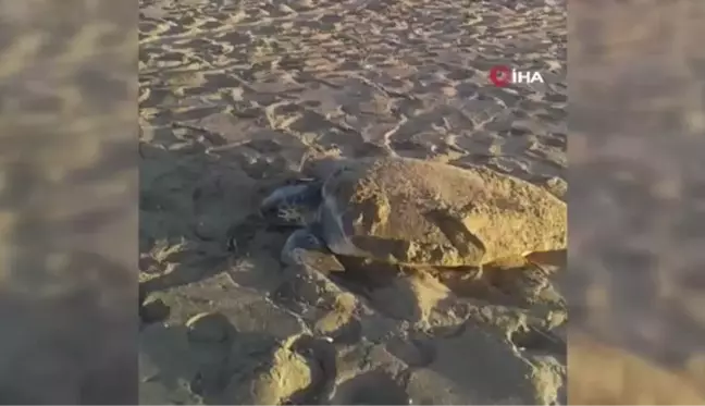 40 derecede caretta caretta nöbeti