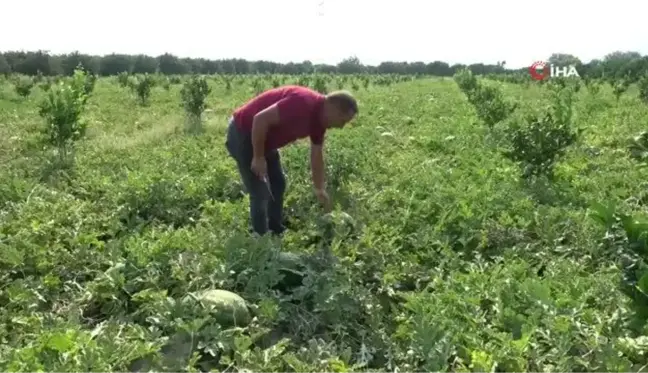 Adana karpuzu tarlada 35 kuruşa düştü