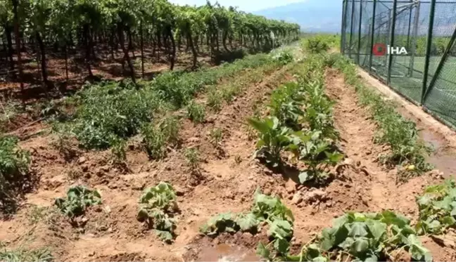 Okul bahçesinde sebze yetiştirip okula gelir sağlayacaklar